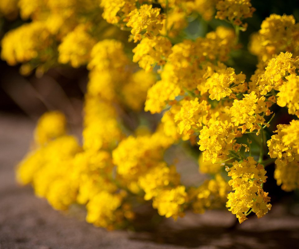 Обои цветы, цветение, желтые, кустарник, желтые цветы, flowers, flowering, yellow, shrub, yellow flowers разрешение 1920x1200 Загрузить