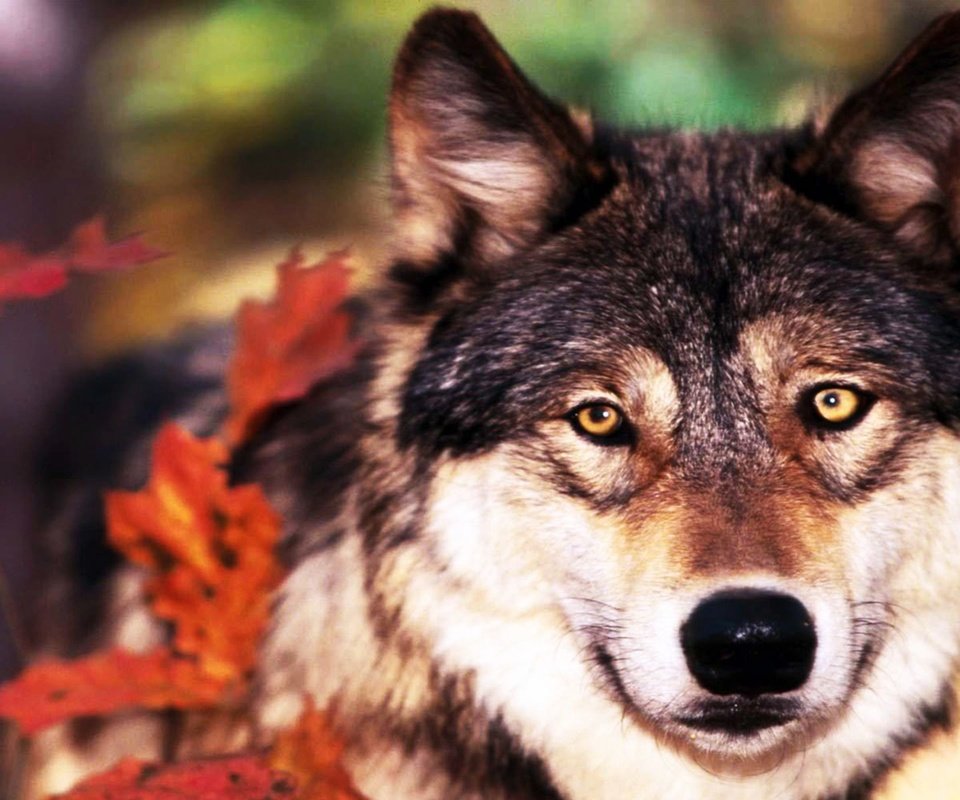 Обои листья, взгляд, осень, хищник, волк, leaves, look, autumn, predator, wolf разрешение 1920x1200 Загрузить