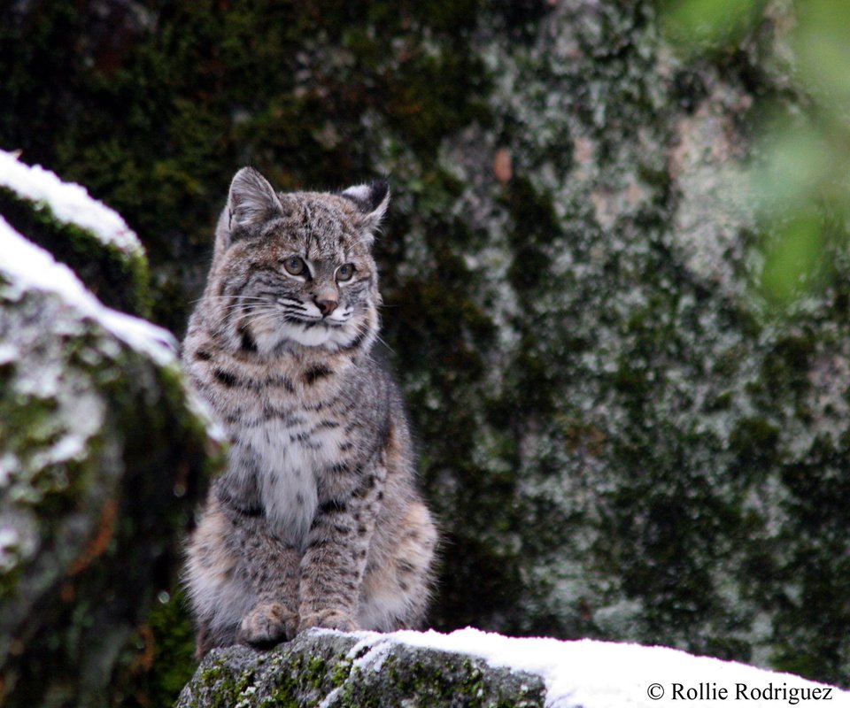 Обои снег, зима, рысь, дикая кошка, йосемитский национальный парк, snow, winter, lynx, wild cat, yosemite national park разрешение 2880x1800 Загрузить