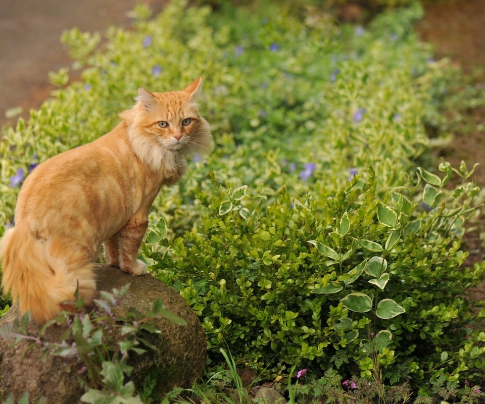 Обои цветы, трава, кот, кошка, камень, рыжий, flowers, grass, cat, stone, red разрешение 1920x1200 Загрузить