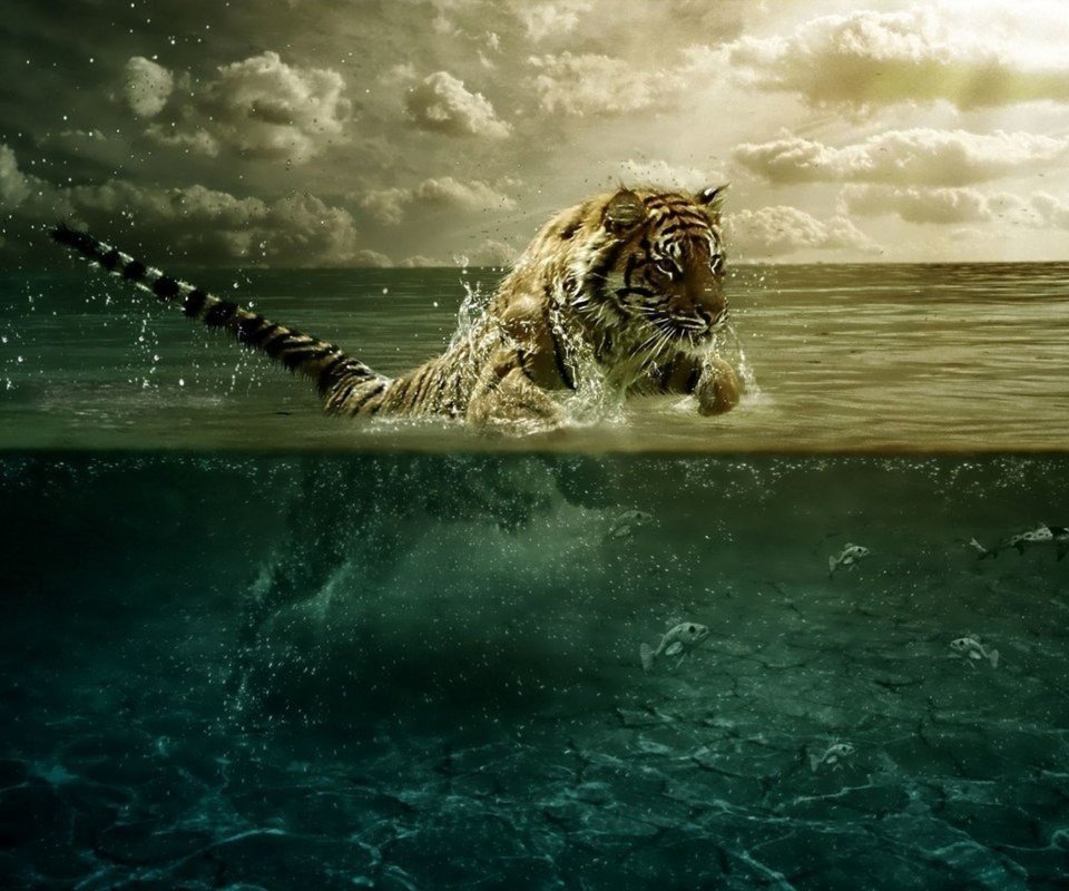 Обои тигр, вода, прыжок, движение, tiger, water, jump, movement разрешение 2000x1250 Загрузить