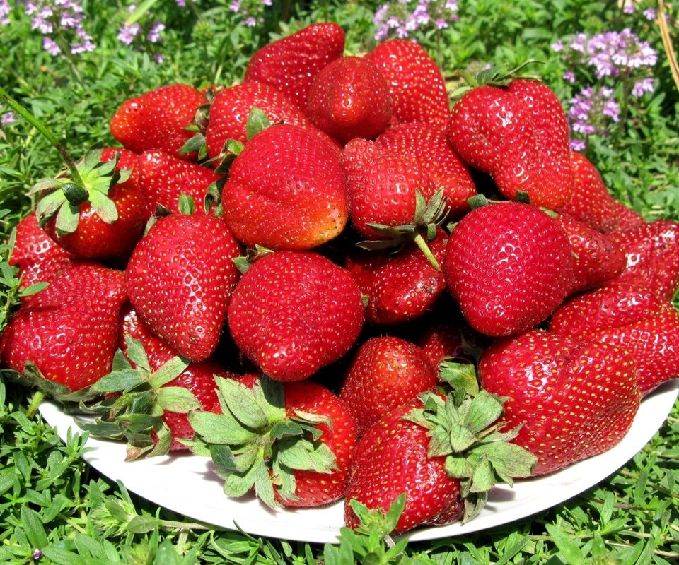 Обои лето, клубника, красота, ягоды, земляника, summer, strawberry, beauty, berries, strawberries разрешение 2000x1407 Загрузить