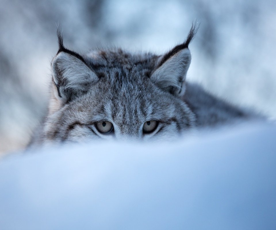 Обои глаза, морда, снег, зима, рысь, дикая кошка, eyes, face, snow, winter, lynx, wild cat разрешение 3600x2400 Загрузить
