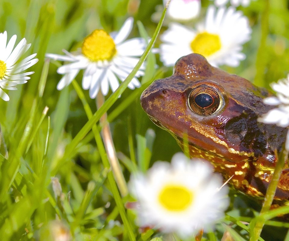 Обои цветы, животные, лягушка, ромашки, flowers, animals, frog, chamomile разрешение 2677x1600 Загрузить