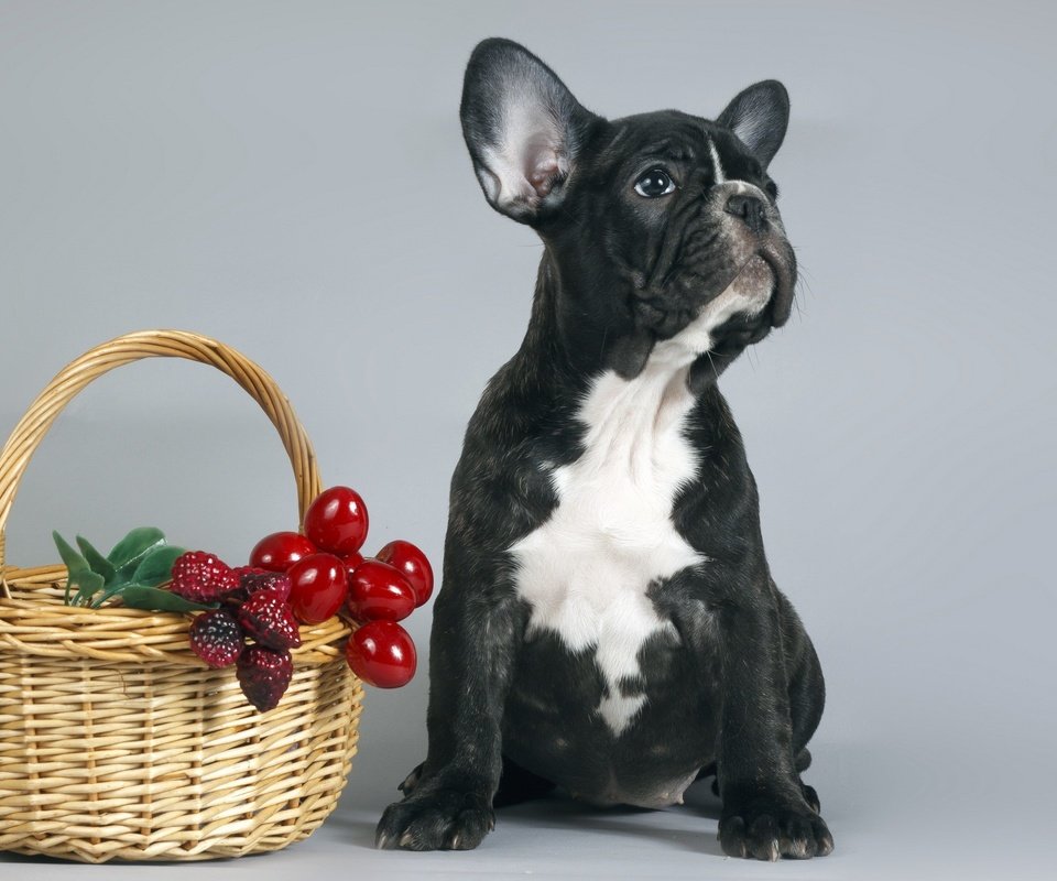 Обои собака, щенок, корзина, ягоды, французский бульдог, dog, puppy, basket, berries, french bulldog разрешение 2560x1600 Загрузить