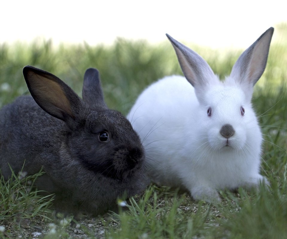 Обои трава, черный, белый, кролики, grass, black, white, rabbits разрешение 2048x1365 Загрузить