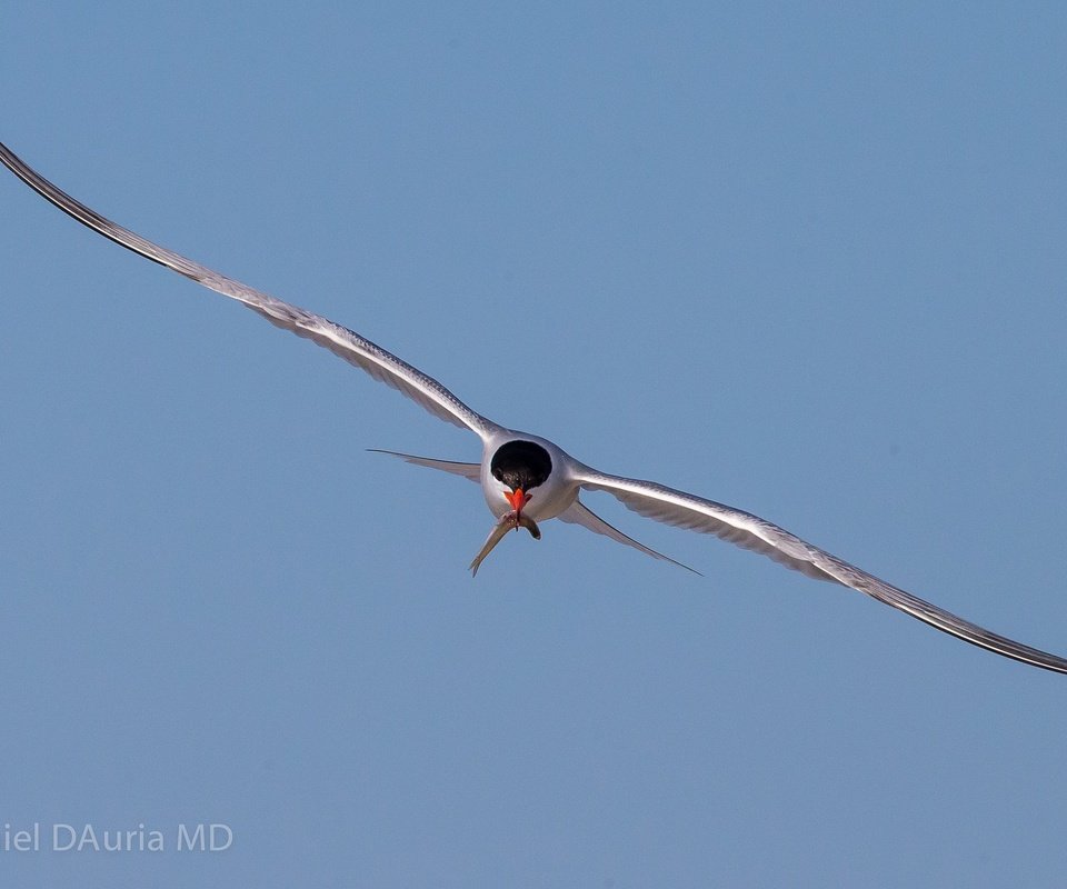 Обои небо, полет, крылья, чайка, птицы, рыбка.клюв, the sky, flight, wings, seagull, birds, fish.beak разрешение 2048x1365 Загрузить