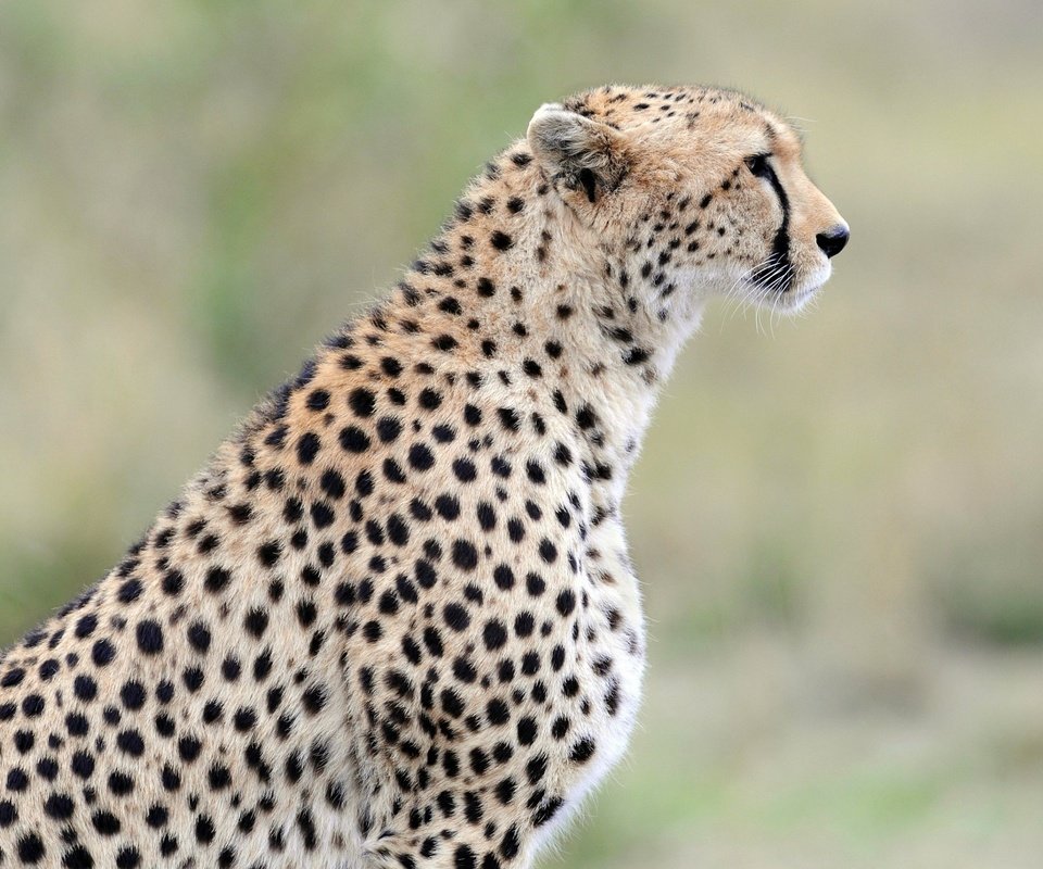 Обои морда, профиль, гепард, дикая кошка, face, profile, cheetah, wild cat разрешение 2560x1700 Загрузить