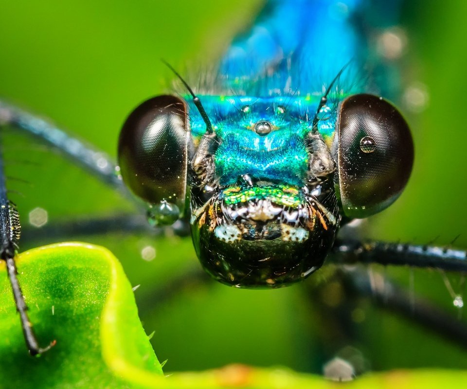 Обои глаза, макро, капли, насекомые, стрекоза, eyes, macro, drops, insects, dragonfly разрешение 2048x1365 Загрузить