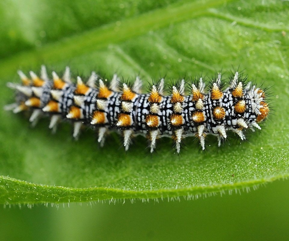 Обои макро, насекомые, листик, гусеница, macro, insects, leaf, caterpillar разрешение 2048x1360 Загрузить