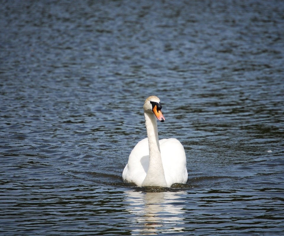 Обои вода, белый, птицы, лебедь, water, white, birds, swan разрешение 2048x1361 Загрузить
