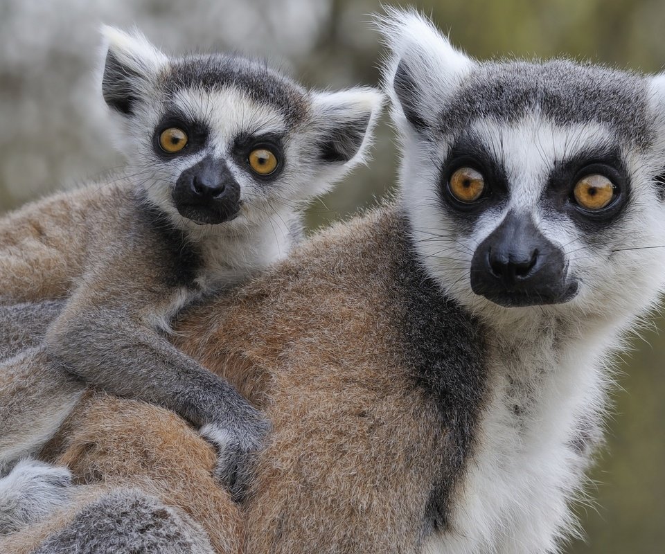 Обои животные, лемуры, детеныш, кошачий лемур, катта, ring-tailed lemur, animals, lemurs, cub, a ring-tailed lemur, katta разрешение 2560x1600 Загрузить