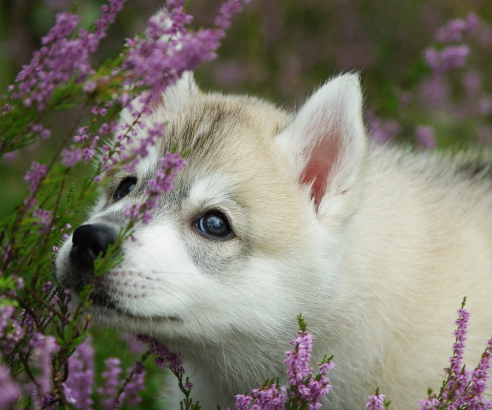 Обои цветы, собака, щенок, хаски, хаски морда, haski, flowers, dog, puppy, husky, husky muzzle разрешение 2560x1600 Загрузить