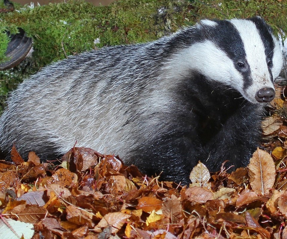 Обои природа, листья, мох, млекопитающее, барсуки, барсук, nature, leaves, moss, mammal, badgers, badger разрешение 2048x1271 Загрузить