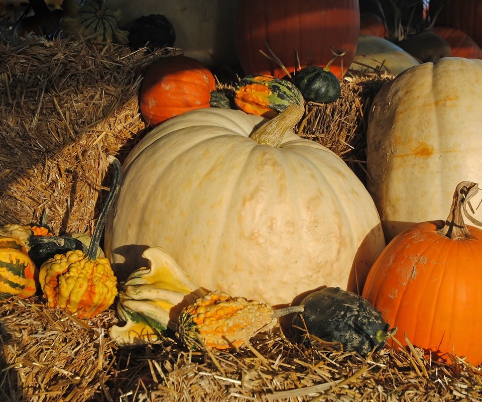 Обои урожай, овощи, солома, тыквы, тыква, harvest, vegetables, straw, pumpkin разрешение 2250x1506 Загрузить