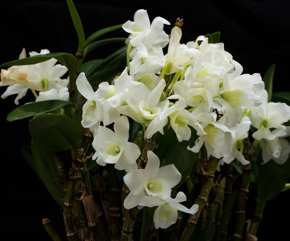 Обои цветы, белые, орхидеи, flowers, white, orchids разрешение 3872x2581 Загрузить