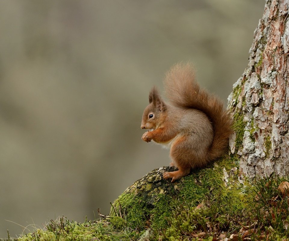 Обои дерево, животные, мох, белка, хвост, белочка, tree, animals, moss, protein, tail, squirrel разрешение 2048x1367 Загрузить