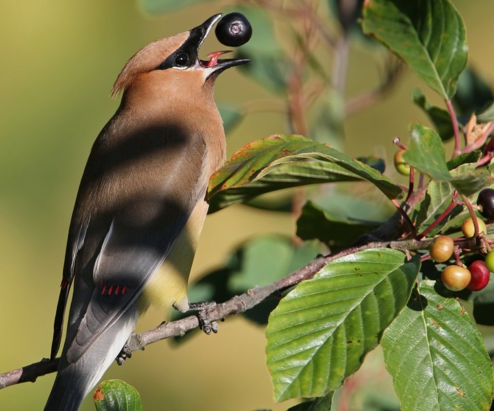 Обои ветка, природа, птицы, ягоды, свиристель, branch, nature, birds, berries, the waxwing разрешение 2048x1445 Загрузить