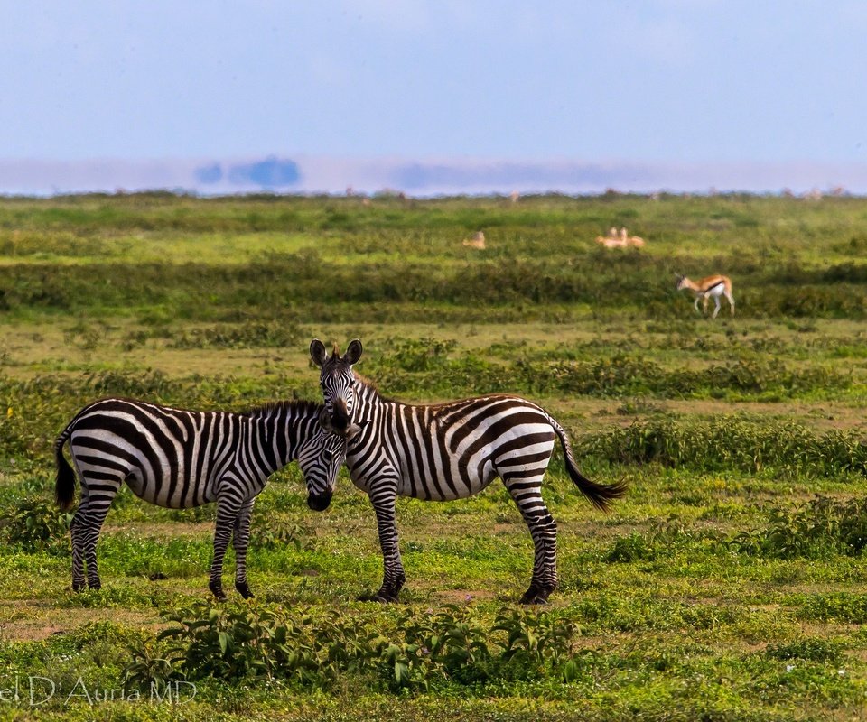 Обои небо, трава, полоски, животные, зебры, the sky, grass, strips, animals, zebra разрешение 2048x1365 Загрузить