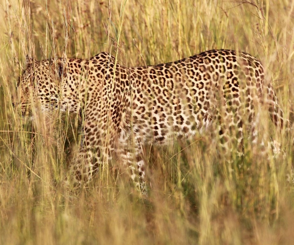 Обои трава, природа, леопард, хищник, grass, nature, leopard, predator разрешение 1945x1273 Загрузить