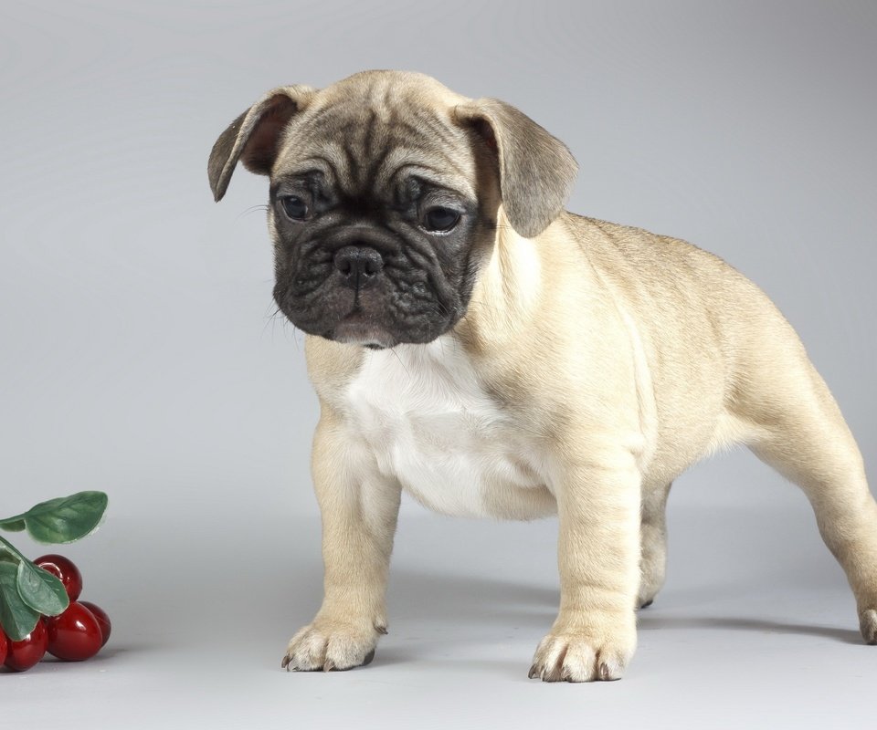 Обои фон, собака, щенок, вишни, мопс, background, dog, puppy, cherry, pug разрешение 2560x1600 Загрузить