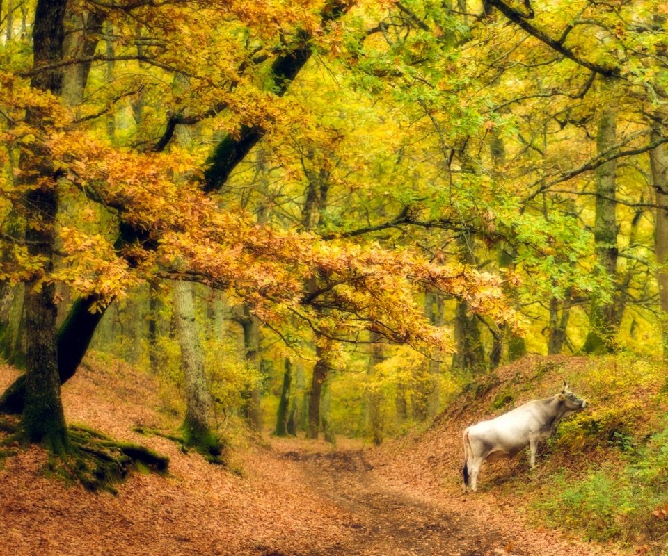 Обои деревья, лес, листья, стволы, осень, корова, trees, forest, leaves, trunks, autumn, cow разрешение 1920x1280 Загрузить