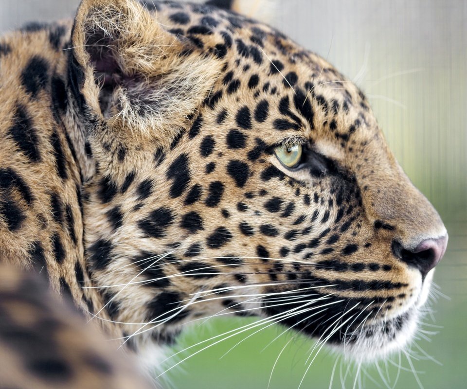 Обои леопард, хищник, профиль, leopard, predator, profile разрешение 3200x2130 Загрузить