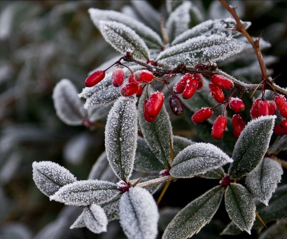 Обои ветка, природа, листья, мороз, иней, ягоды, растение, плоды, branch, nature, leaves, frost, berries, plant, fruit разрешение 2709x1805 Загрузить