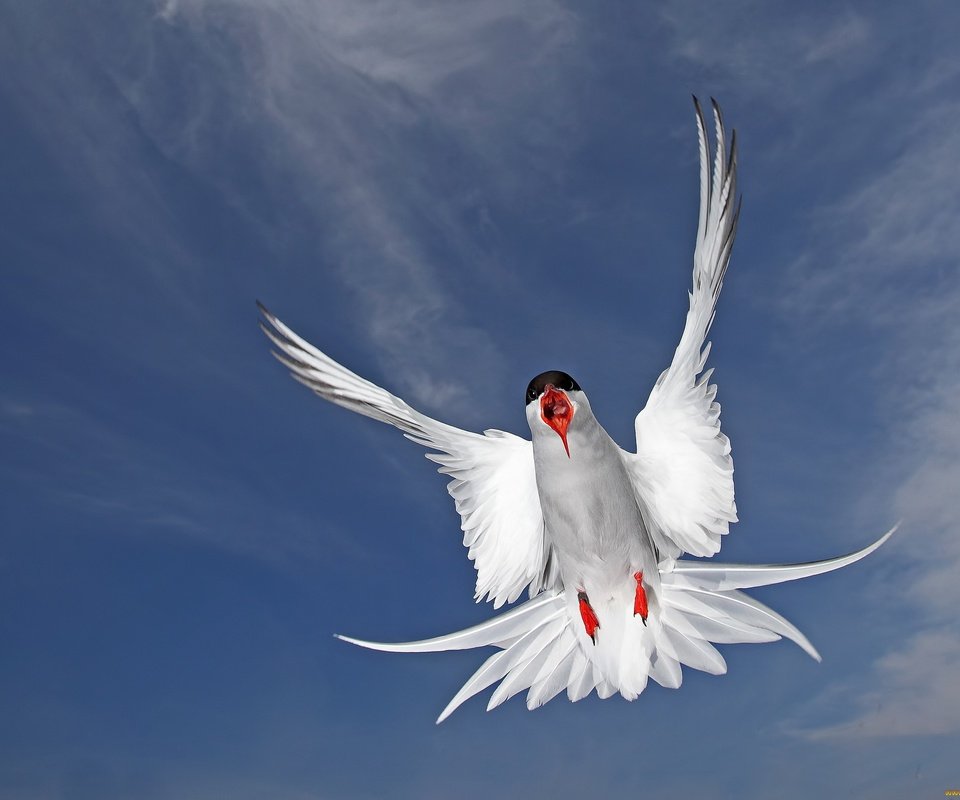 Обои полет, крылья, чайка, птица, перья, полярная крачка, flight, wings, seagull, bird, feathers, arctic tern разрешение 2048x1505 Загрузить