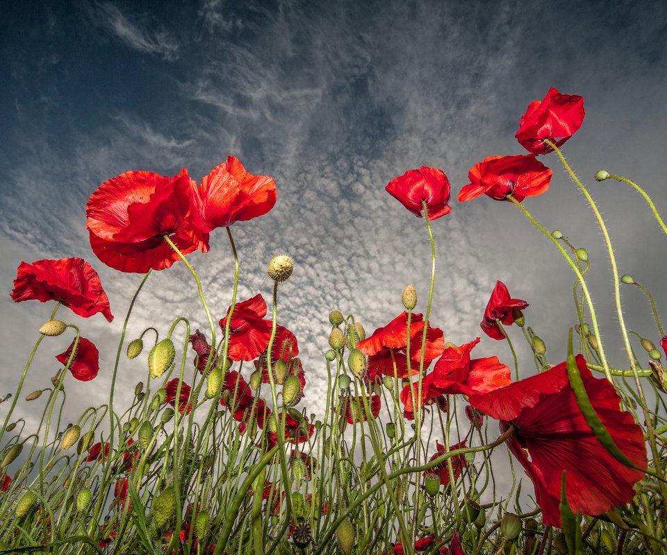 Обои небо, цветы, поле, маки, the sky, flowers, field, maki разрешение 2048x1697 Загрузить