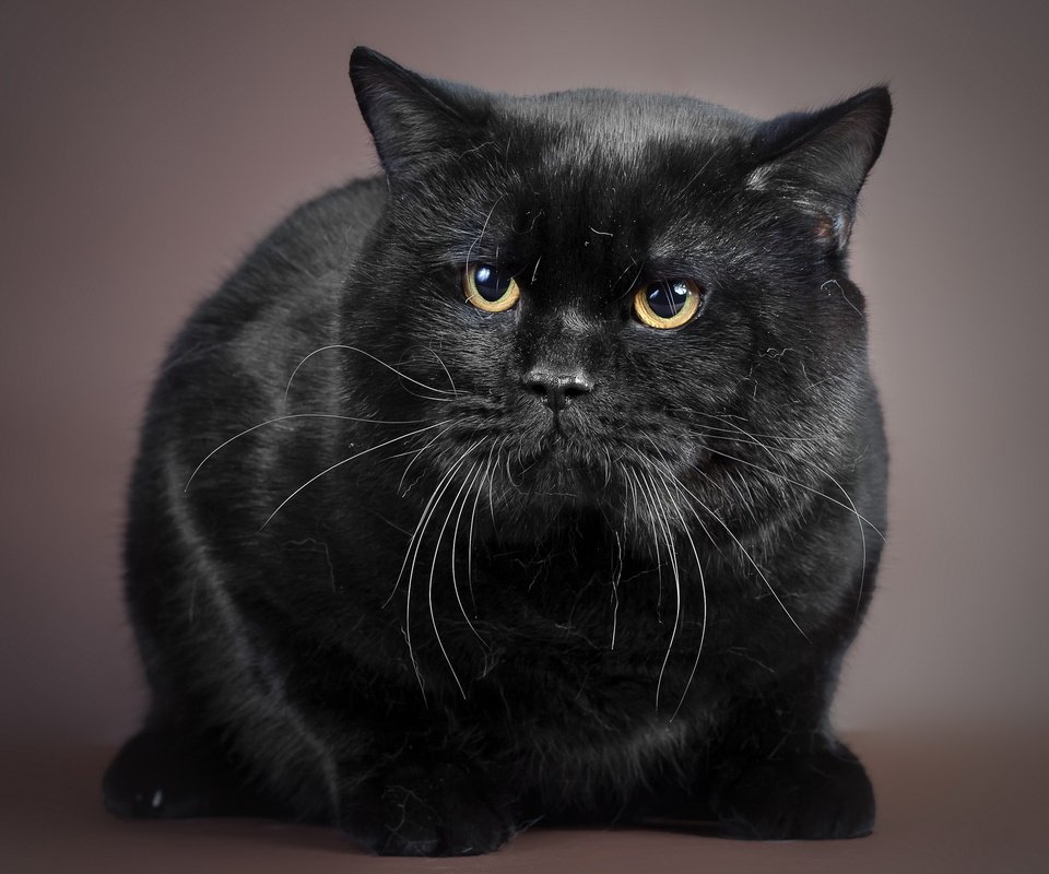 Обои фон, кот, кошка, взгляд, черный, background, cat, look, black разрешение 2560x1600 Загрузить