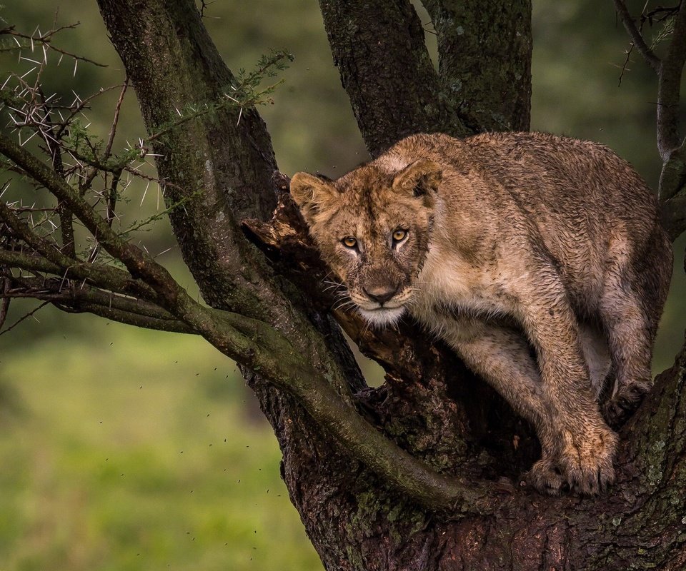 Обои природа, дерево, взгляд, лев, львёнок, nature, tree, look, leo, lion разрешение 2048x1280 Загрузить