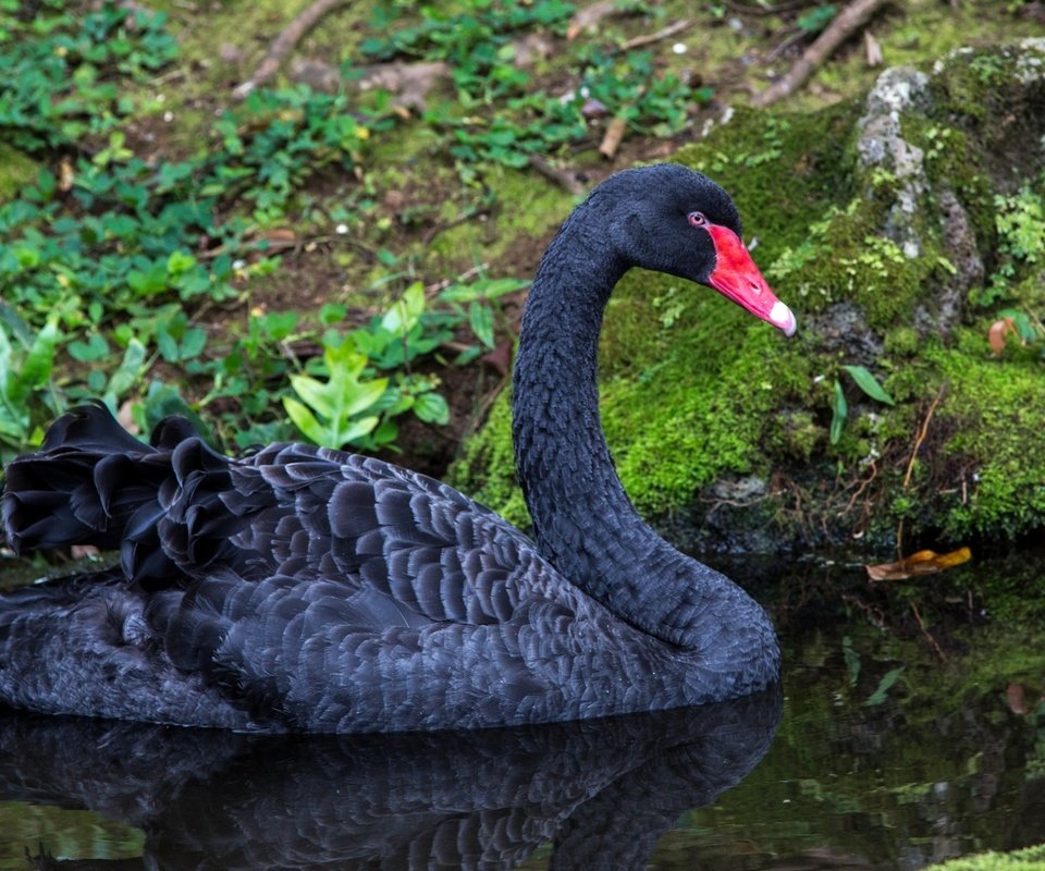 Обои вода, природа, черный, птицы, лебедь, water, nature, black, birds, swan разрешение 1960x1151 Загрузить