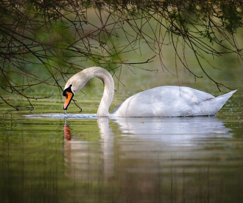 Обои вода, озеро, белый, птицы, лебедь, грация, шипун, water, lake, white, birds, swan, grace, mute разрешение 2048x1365 Загрузить