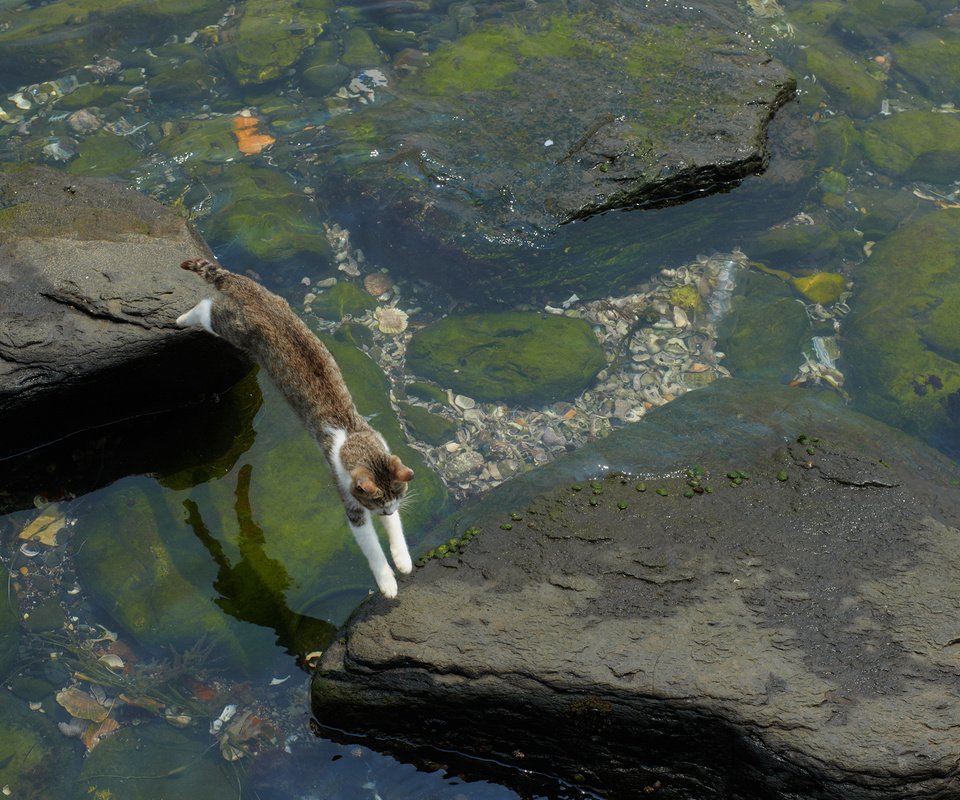 Обои вода, камни, кот, кошка, прыжок, мель, водоросли, water, stones, cat, jump, stranded, algae разрешение 1920x1200 Загрузить