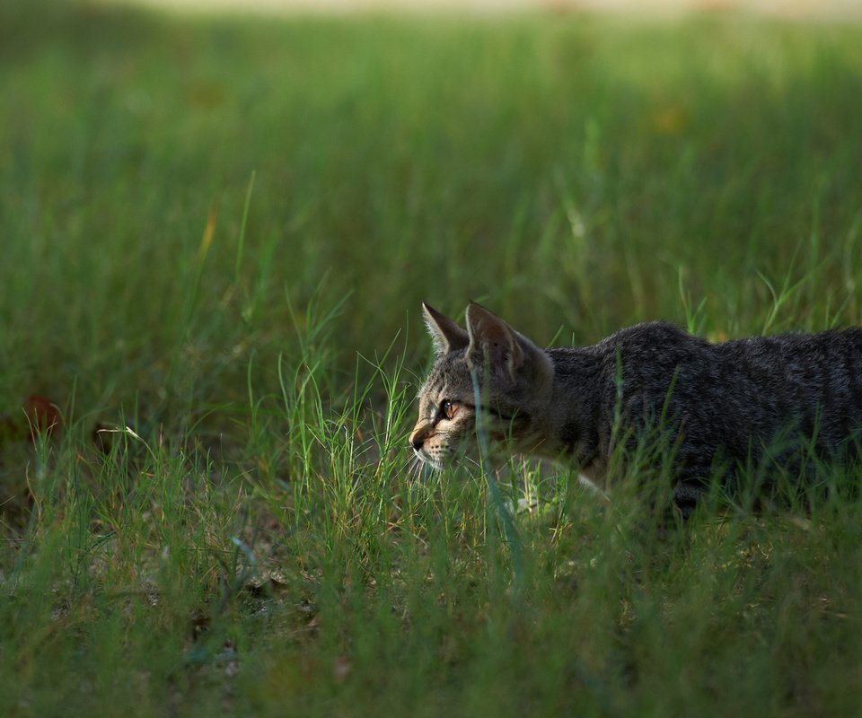 Обои трава, кот, кошка, охота, grass, cat, hunting разрешение 1920x1200 Загрузить