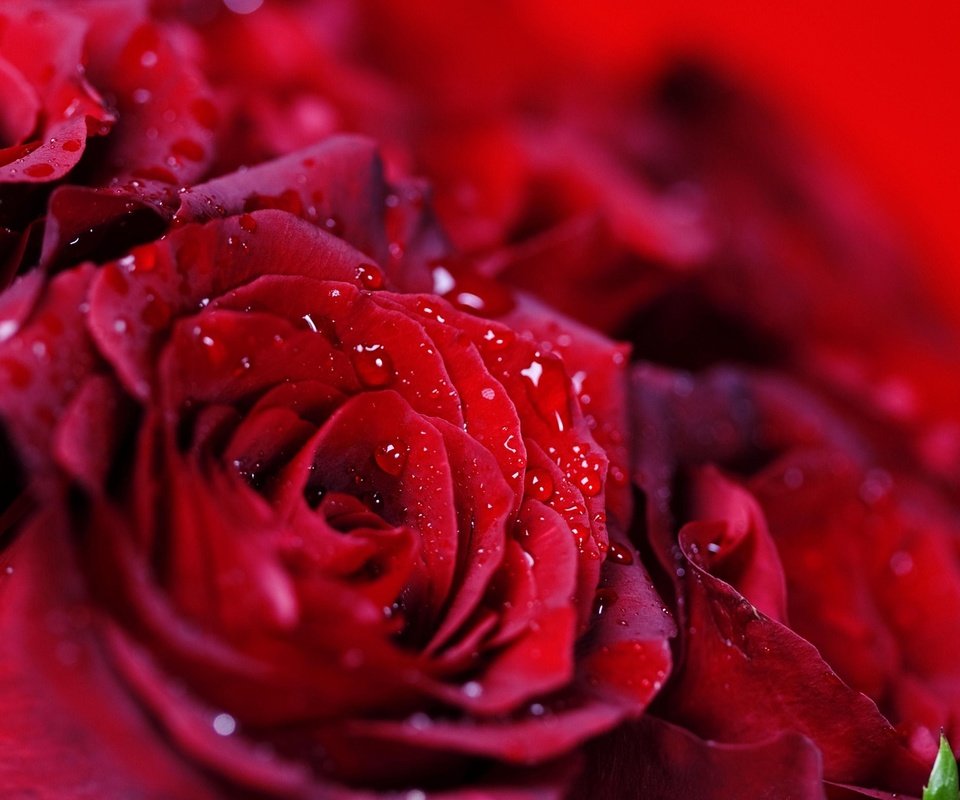 Обои капли, розы, красные, букет, много, drops, roses, red, bouquet, a lot разрешение 1920x1080 Загрузить