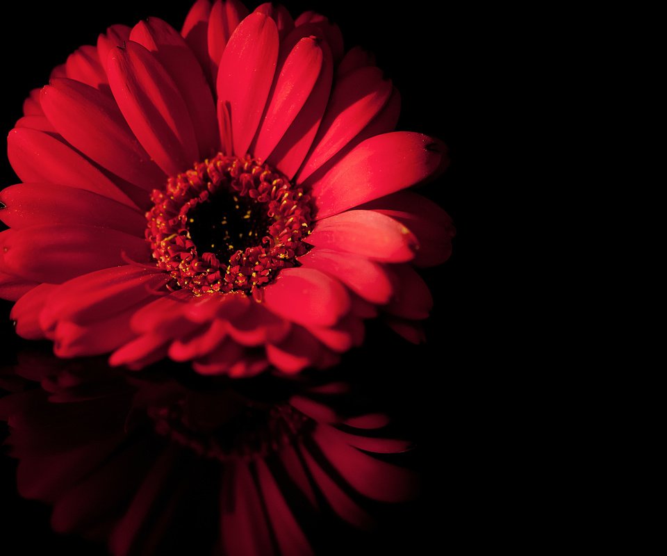 Обои макро, отражение, цветок, лепестки, черный, красный, macro, reflection, flower, petals, black, red разрешение 1920x1080 Загрузить