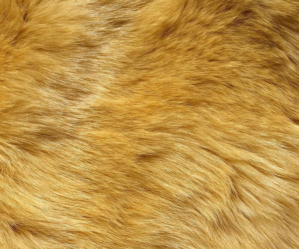 Обои желтый мех, yellow fur разрешение 2560x1440 Загрузить