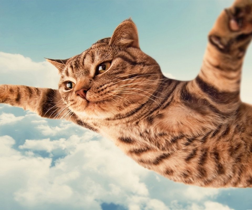 Обои летящий кот, flying cat разрешение 2560x1440 Загрузить