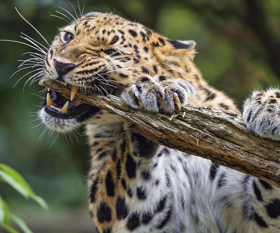 Обои леопард, животное, леопард грызет палку, leopard, animal, leopard chewing on a stick разрешение 1920x1080 Загрузить