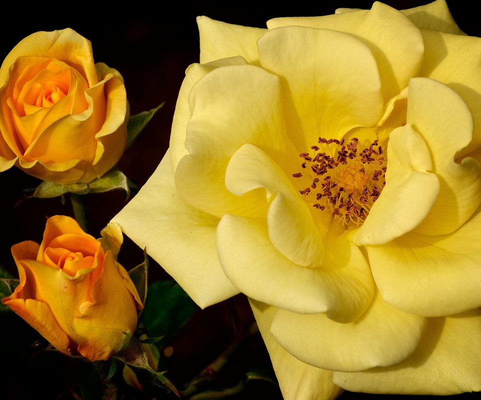 Обои бутоны, макро, роза, желтая роза, buds, macro, rose, yellow rose разрешение 1920x1080 Загрузить