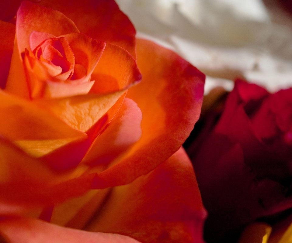 Обои цвета, макро, розы, роза, лепестки, букет, color, macro, roses, rose, petals, bouquet разрешение 1920x1080 Загрузить