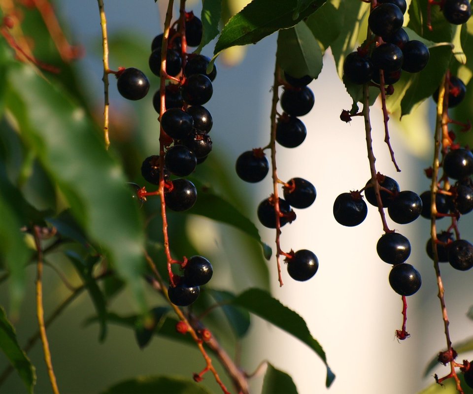 Обои листья, ветки, ягоды, черемуха, грозди, leaves, branches, berries, cherry, bunches разрешение 2560x1600 Загрузить