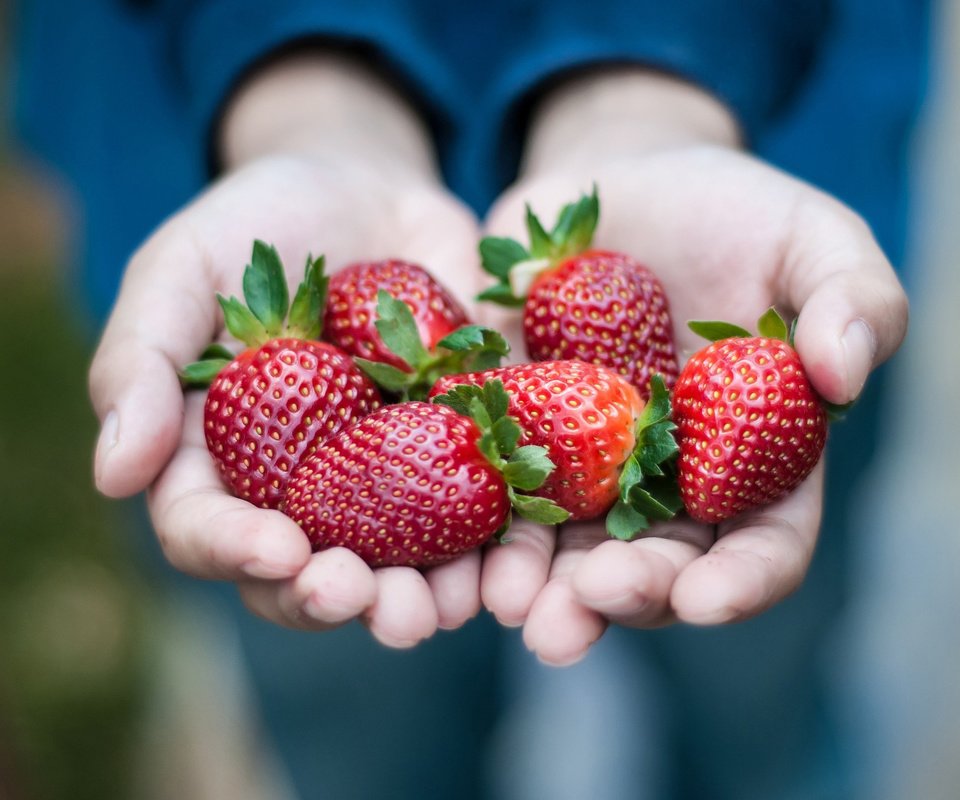 Обои красная, клубника, ягоды, руки, ладони, red, strawberry, berries, hands, palm разрешение 2048x1360 Загрузить