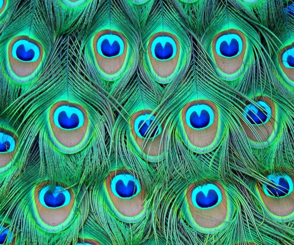 Обои перья, цветные, павлина, feathers, colored, peacock разрешение 1920x1080 Загрузить