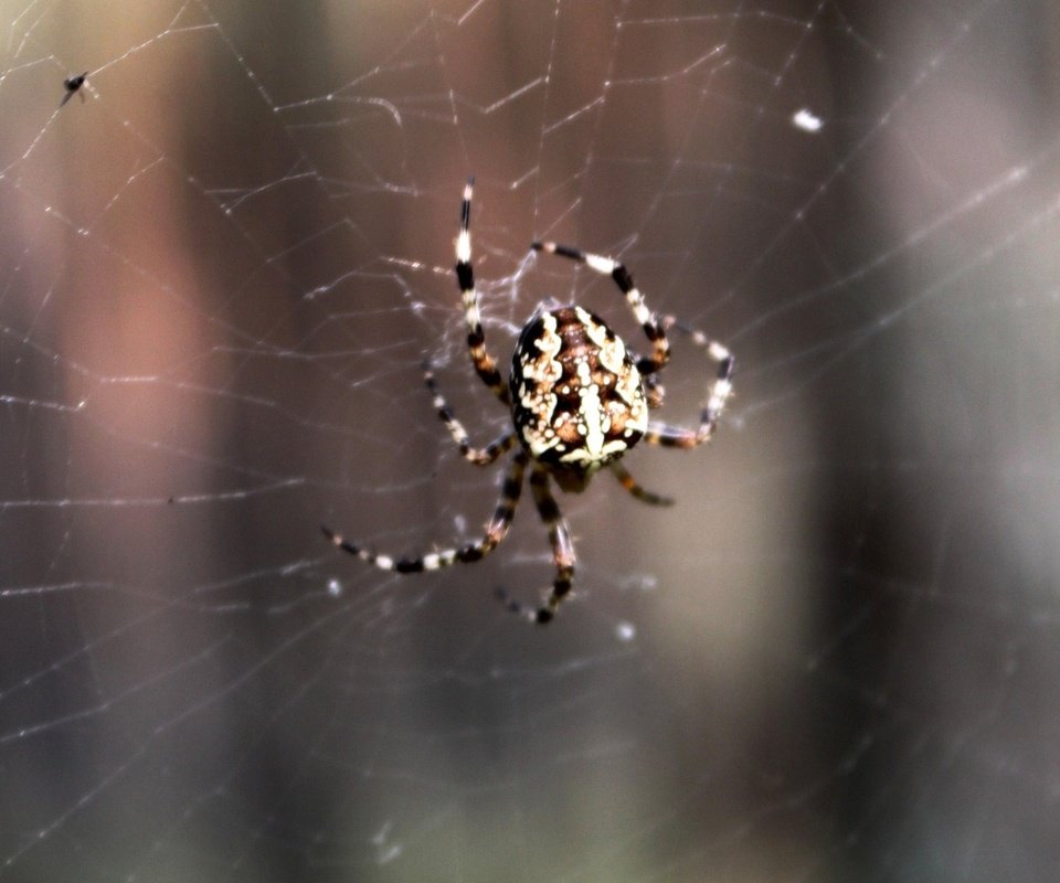 Обои паук, паутина, spider, web разрешение 1920x1080 Загрузить