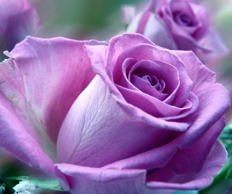 Обои цветы, макро, роза, лепестки, фиолетовая роза, flowers, macro, rose, petals, purple rose разрешение 1920x1080 Загрузить