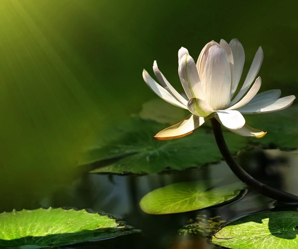 Обои вода, цветок, лотос, пруд, кувшинка, кувшинки, водяная лилия, water, flower, lotus, pond, lily, water lilies, water lily разрешение 1920x1080 Загрузить