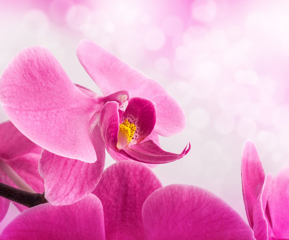 Обои фон, цветок, лепестки, розовые, стебель, орхидея, background, flower, petals, pink, stem, orchid разрешение 5536x3744 Загрузить
